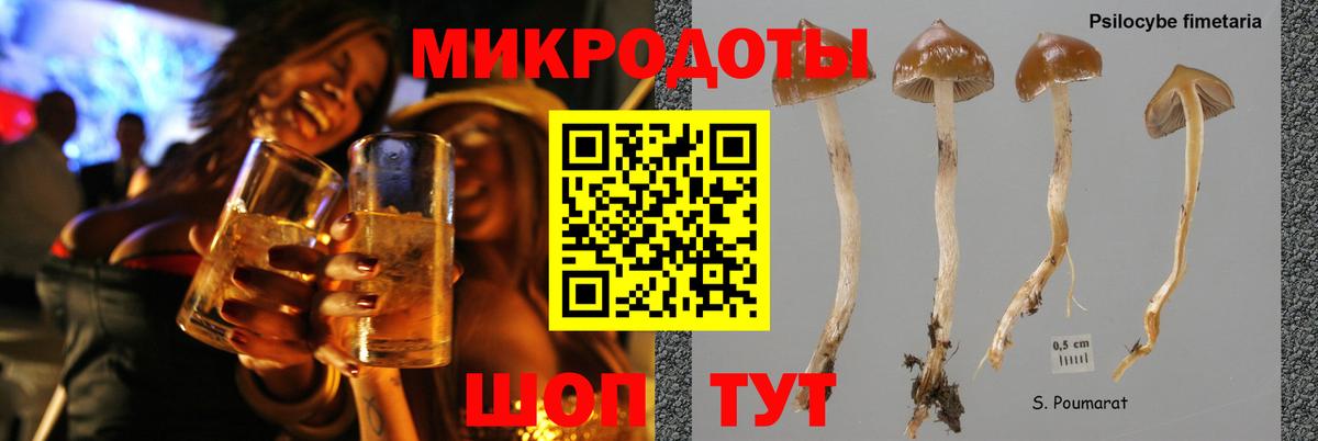 Галлюциногенные грибы Psilocybe Нововоронеж